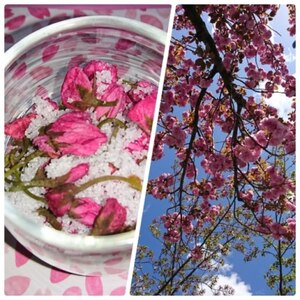 春の名残りの・・桜の花の塩漬け